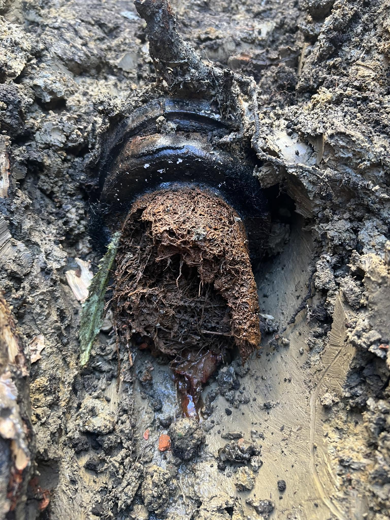 Damaged sewer pipe with root intrusion